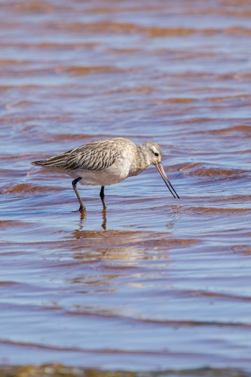 Free A bar-tailed godwit searches for food in the waters of New South Wales, Australia. Stock Photo