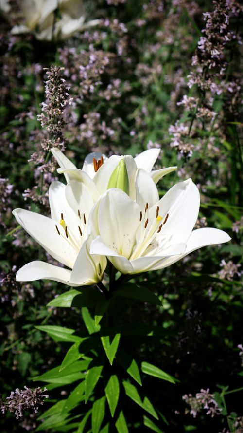 Free Vibrant white lilies blooming amidst lush greenery and floral backdrop. Stock Photo