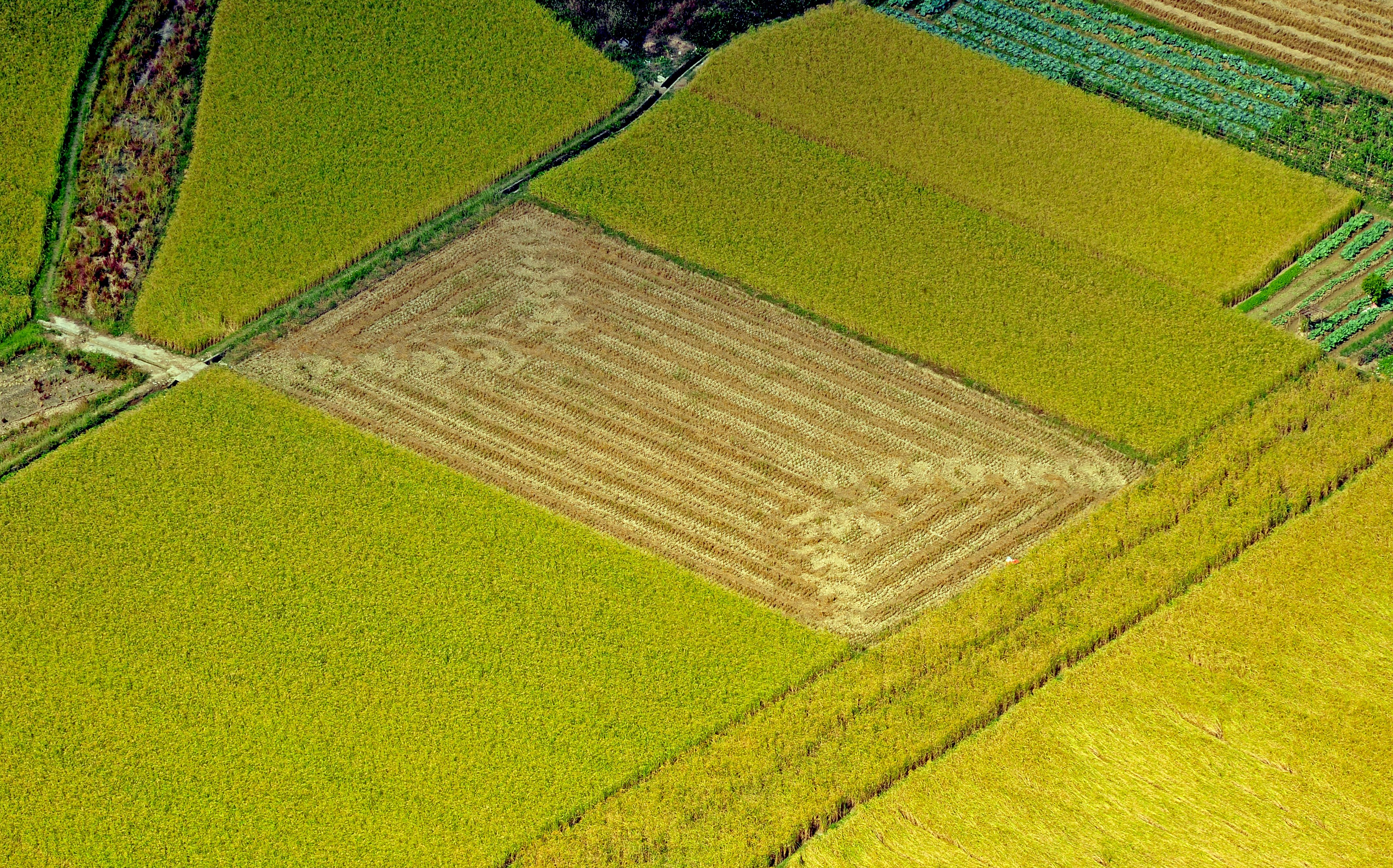 Ben Agro