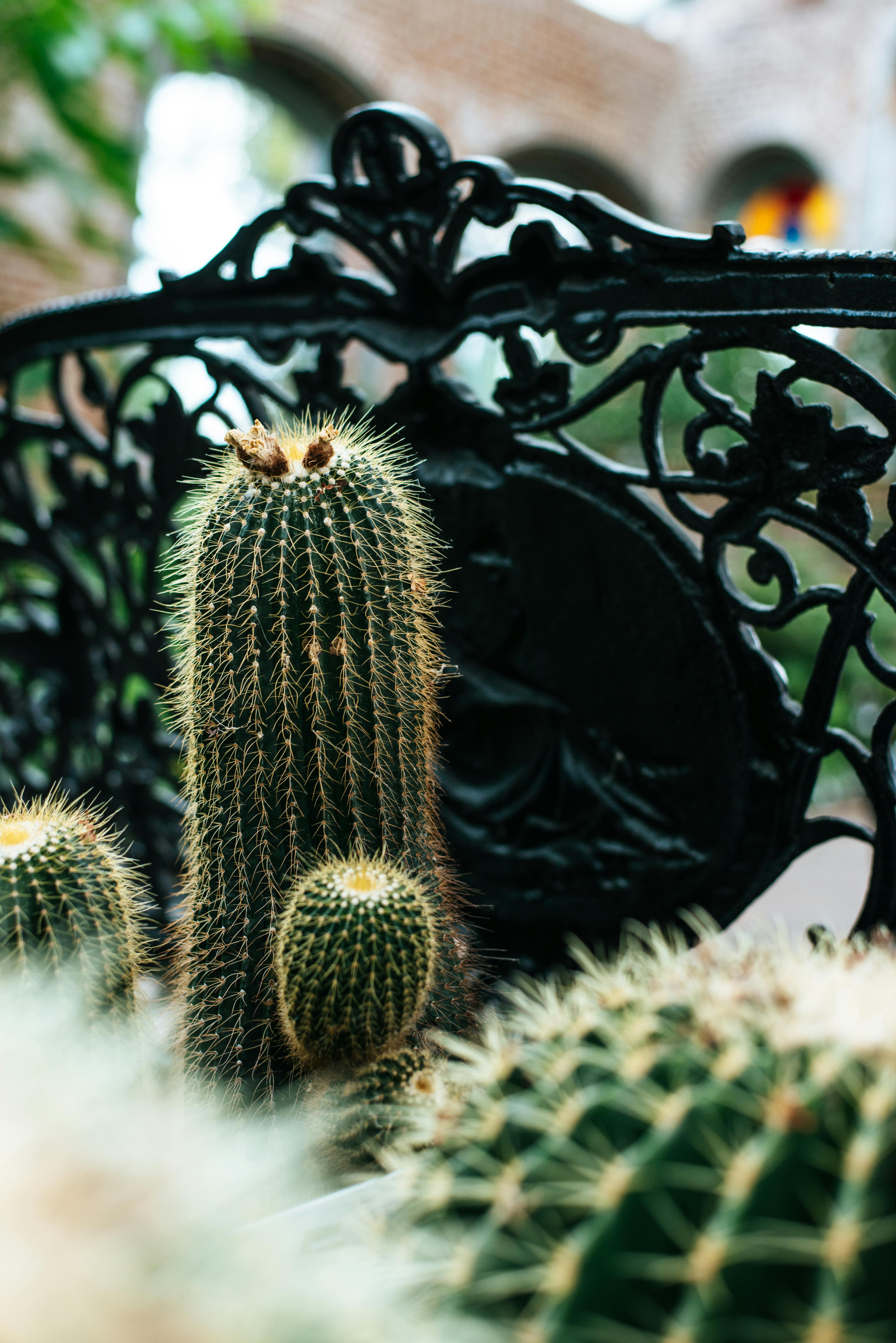 仙人掌的详细特写镜头与复杂的熟铁背景，共同营造出自然与艺术的氛围