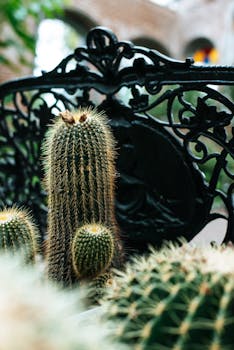 仙人掌的详细特写镜头与复杂的熟铁背景，共同营造出自然与艺术的氛围