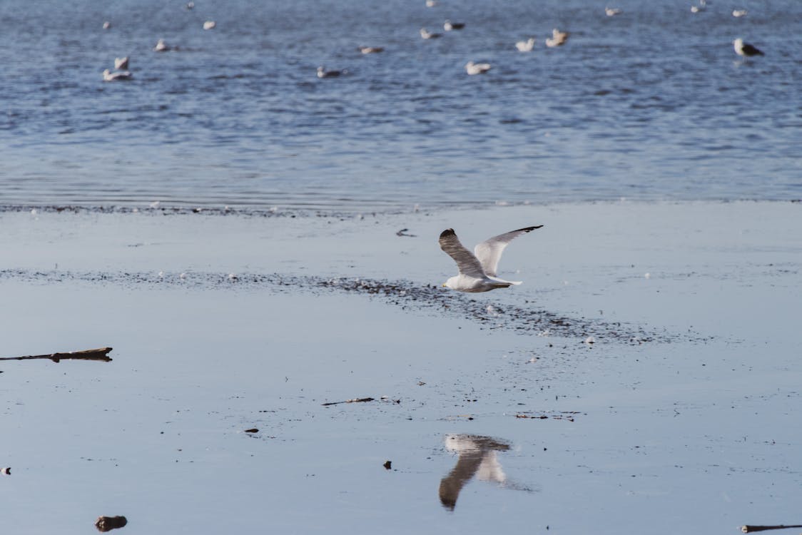 Seabirds flying over calm rippling sea