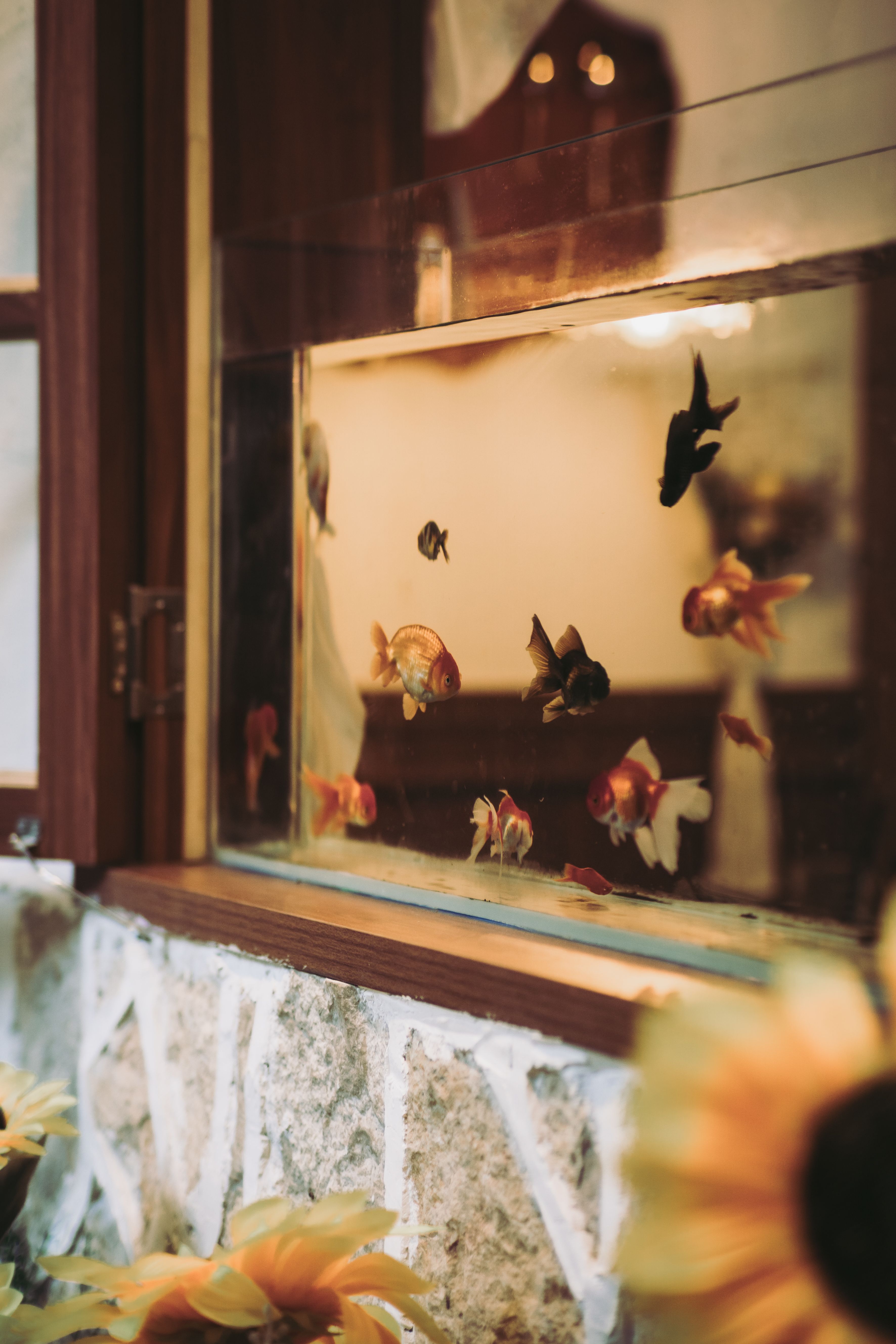A beautiful view of colorful fish swimming in an aquarium, seen through a sunlit window with sunflowers in the foreground.
