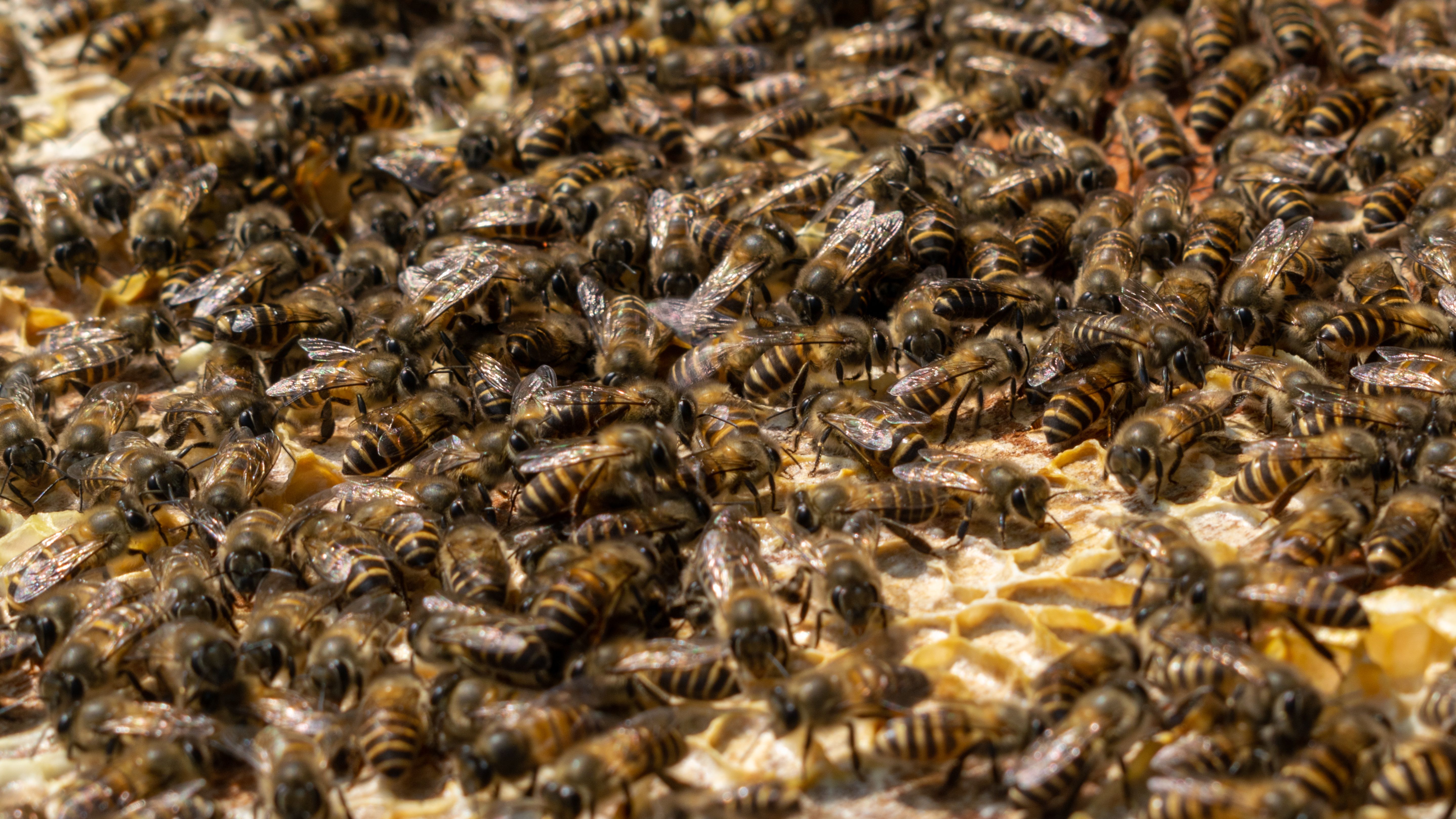 Himalyan Honey
