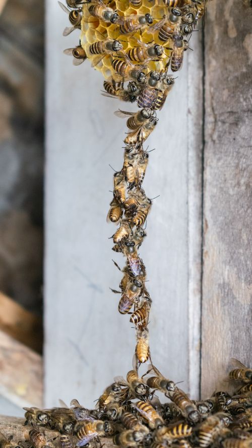 Free Close up of honey bees festooning within a hive, showcasing teamwork and natural behavior. Stock Photo