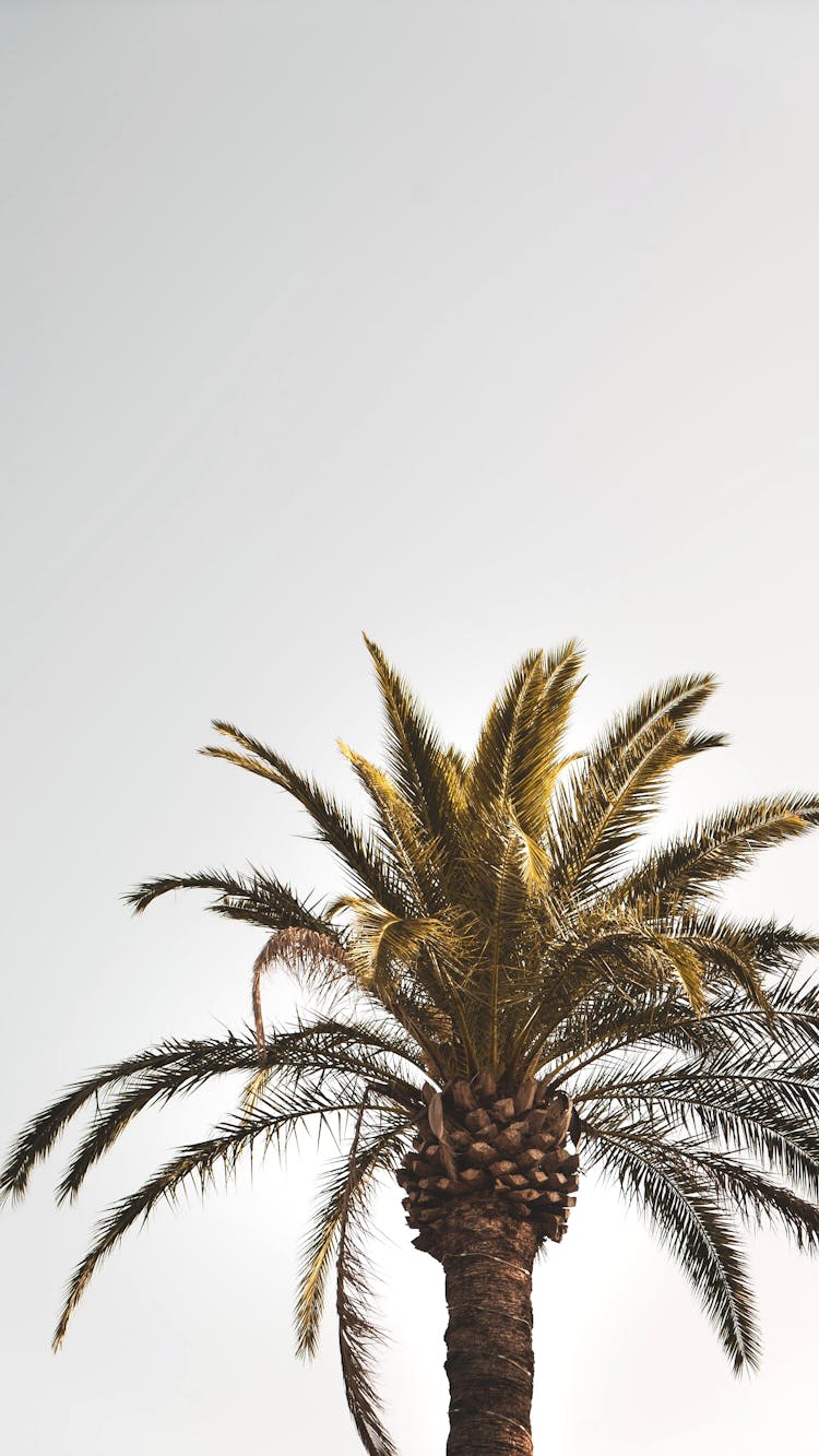 Palm Leaves On Tree Against Cloudy Sky