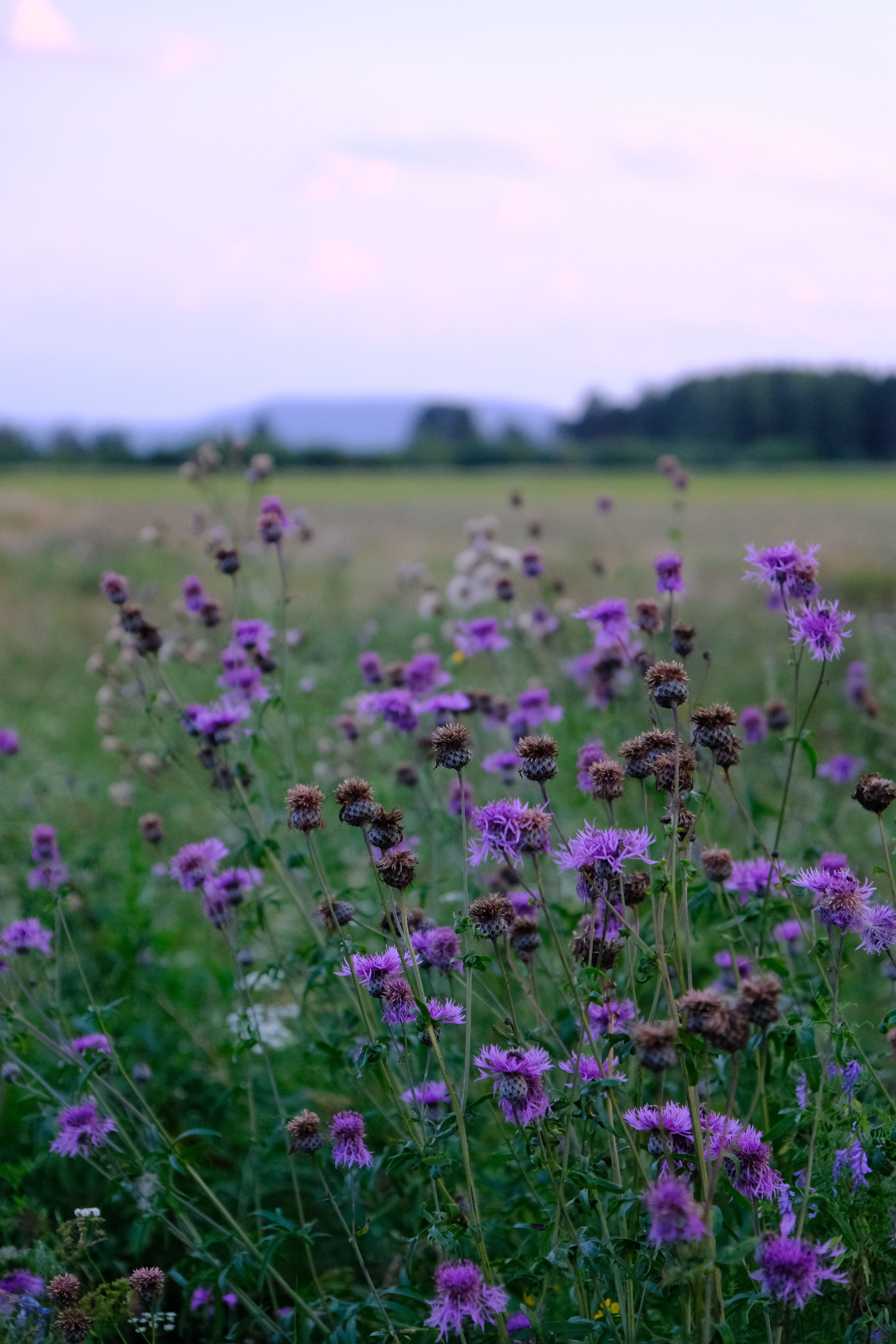 [ColoSach]-purple-thistle-flowers-bloom-in-a-tranquil-meadow-under-a-pastel-sky.