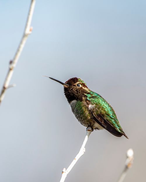 Free Close-up of a vibrant hummingbird perched on a branch. Perfect for nature themes. Stock Photo