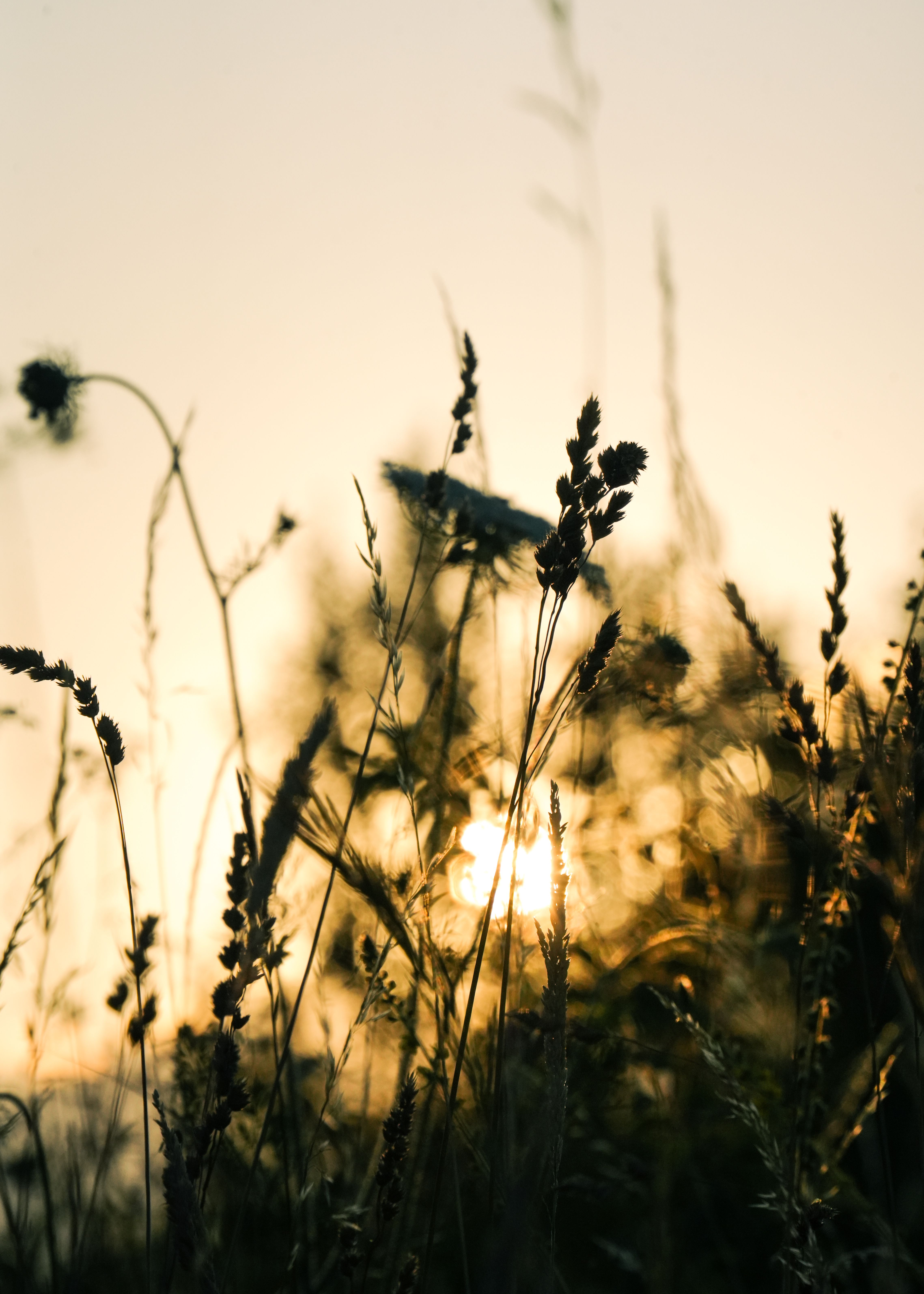 A tranquil view of the sunset with wild grasses silhouetted against the sky, capturing natural beauty and serenity.