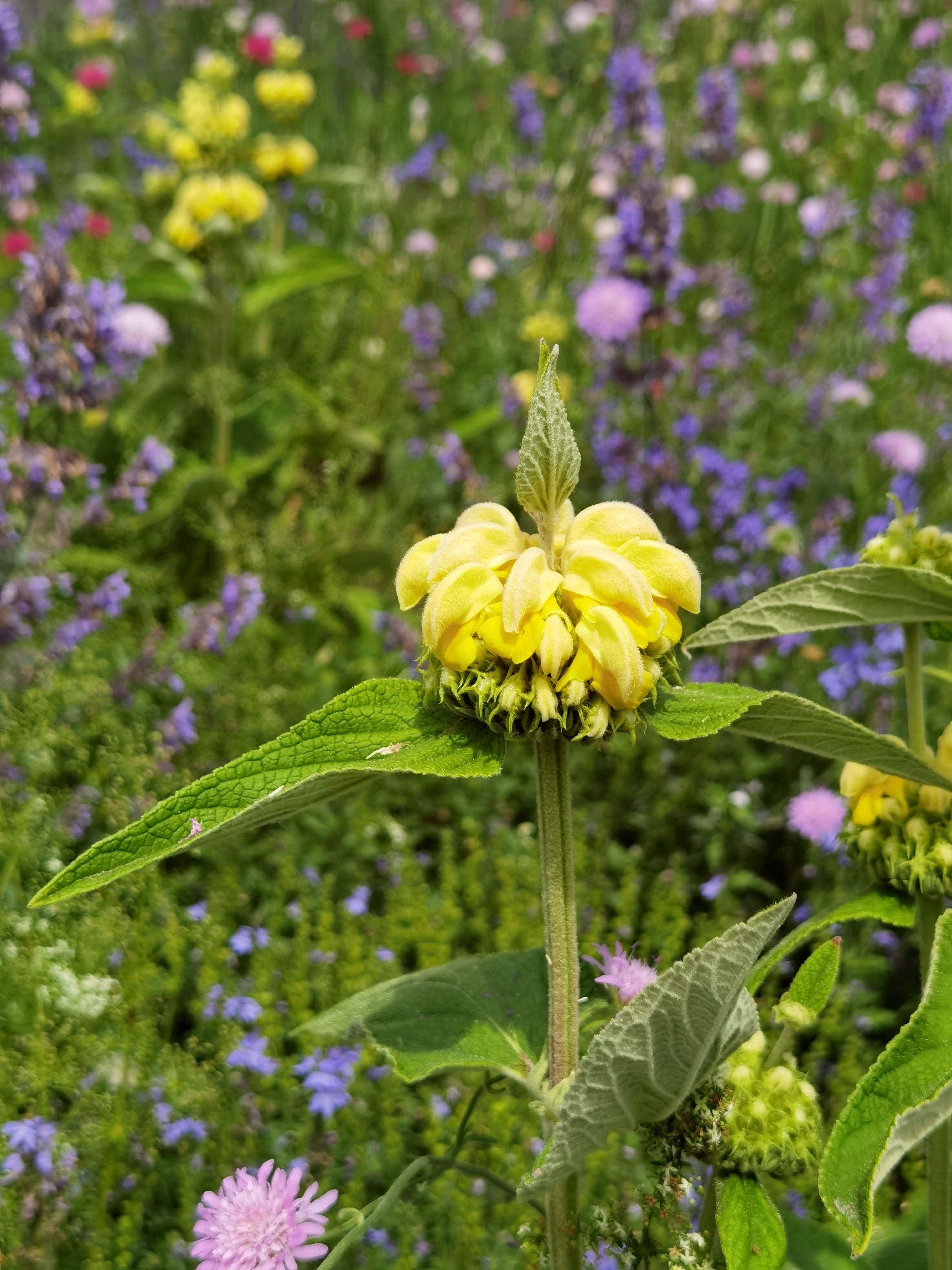 [ColoSach]-a-vibrant-yellow-phlomis-fruticosa-in-a-colorful-meadow-during-spring.