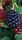blackberry