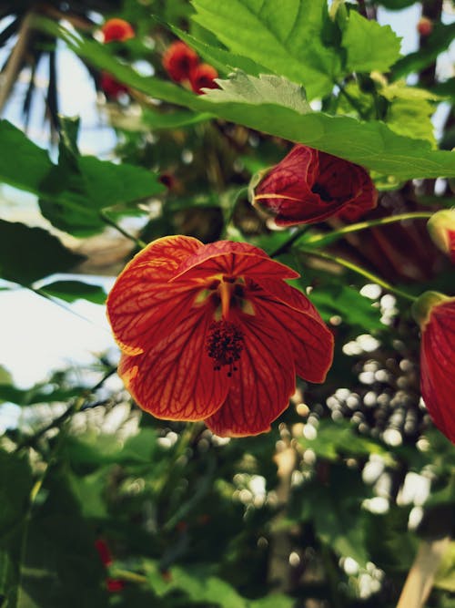 Free Low angle of red flower of Abutilon darwinii growing in green garden at summer Stock Photo