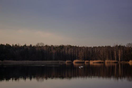 dalmak, doğa, göl içeren Ücretsiz stok fotoğraf