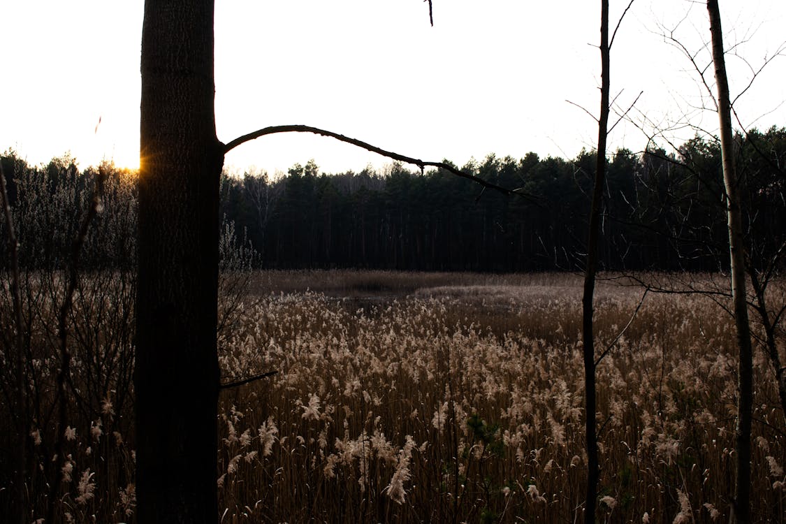 Free stock photo of forest, grass, landscap