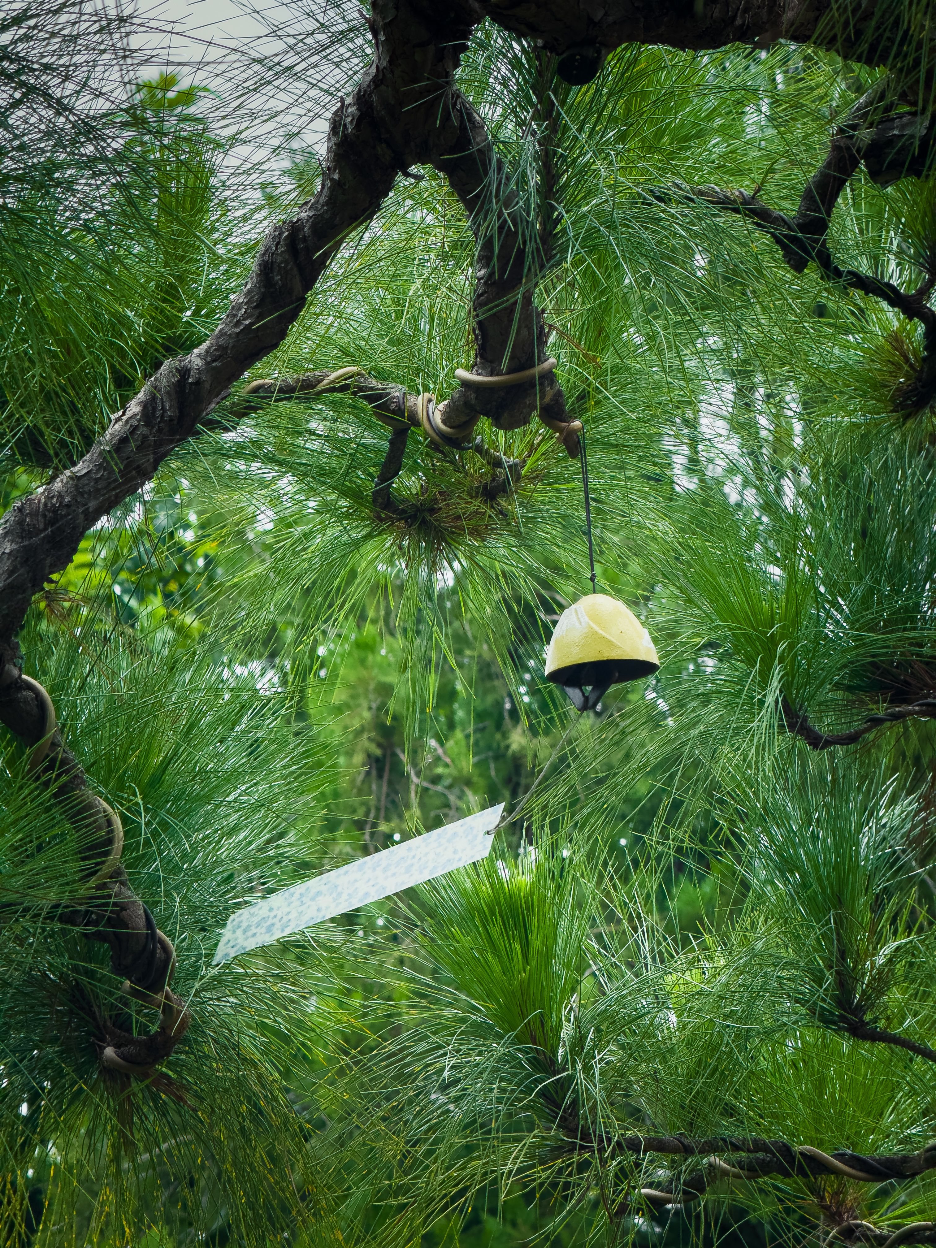 Yellow birdhouse hanging from lush pine trees in Diên Hồng, Gia Lai, Vietnam.
