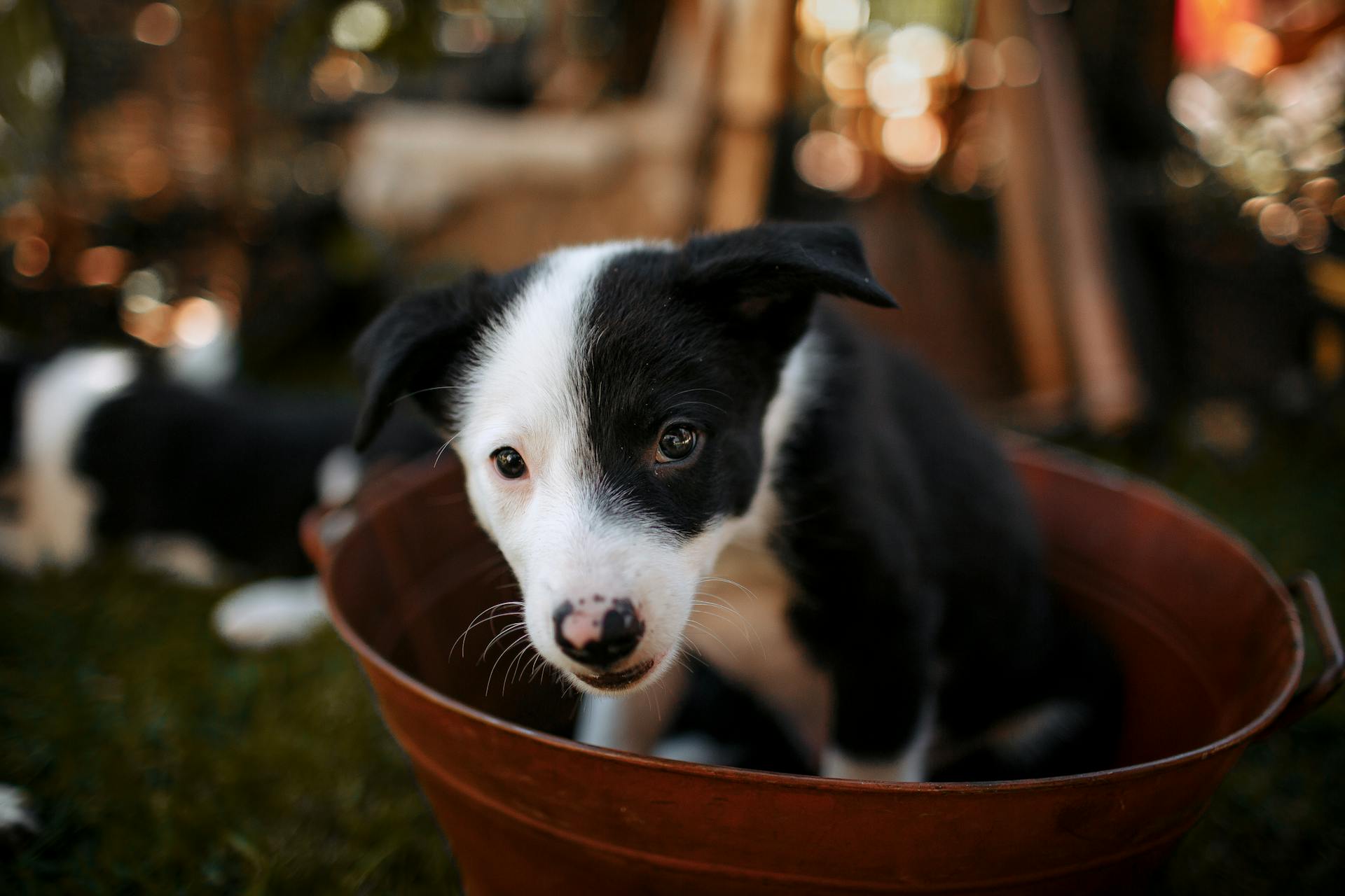 Black and White Border Collie Puppy in Orange Metallic Basin