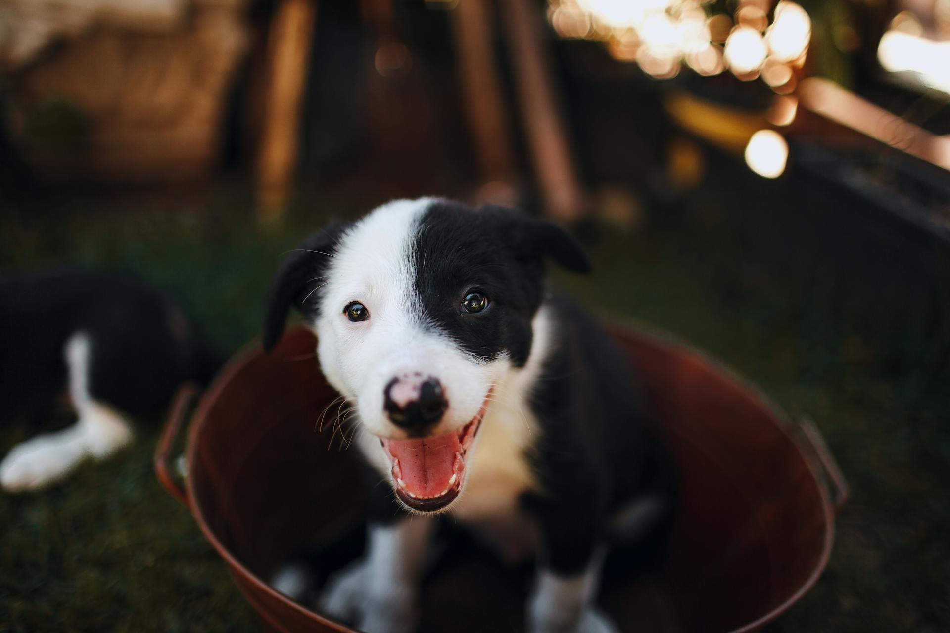 Svarta och vita Border Collie-valpar i brun metallisk hink