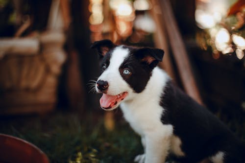 Black and White Border Collie Puppy on Green Grass
