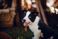 一只蓝眼睛、吐着舌头的可爱边境牧羊犬小狗坐在户外