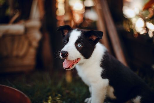一只蓝眼睛、吐着舌头的可爱边境牧羊犬小狗坐在户外