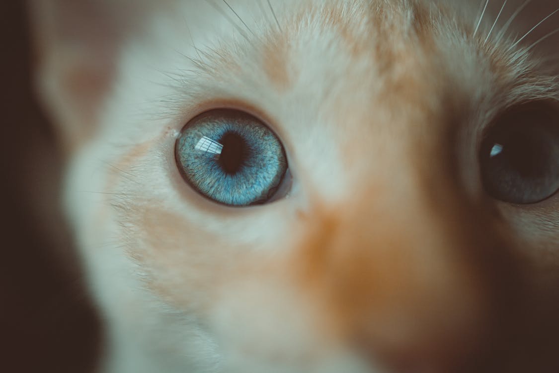 Close-up Photo of Orange Tabby Cat With Blue Eyes