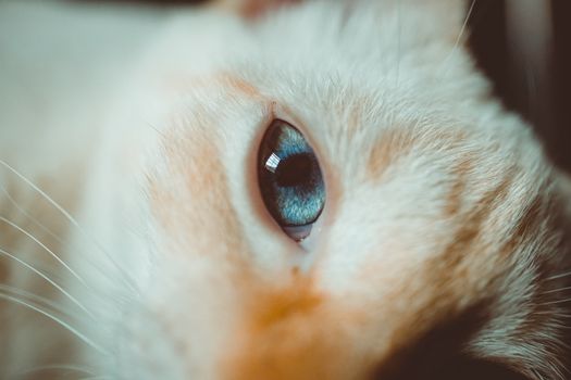 这张蓝眼睛猫咪的特写，精准捕捉了它敏锐的凝视