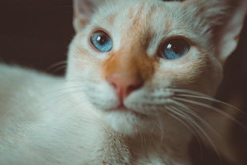 青い目をした白と茶色の猫
