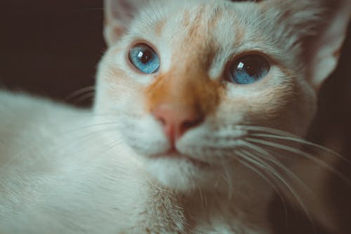 Gato Branco E Marrom Com Olhos Azuis