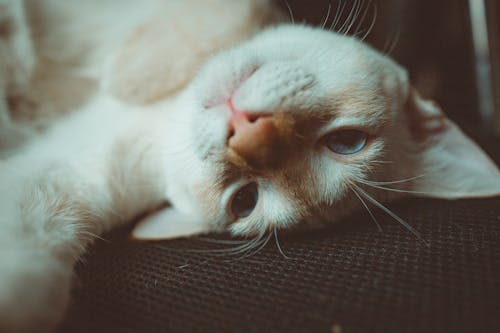 Free White and Brown Cat Lying on Black Textile Stock Photo