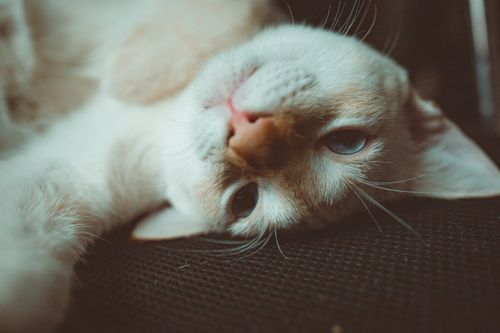 Free Charming portrait of a domestic cat lounging indoors with a relaxed pose and soft fur. Stock Photo