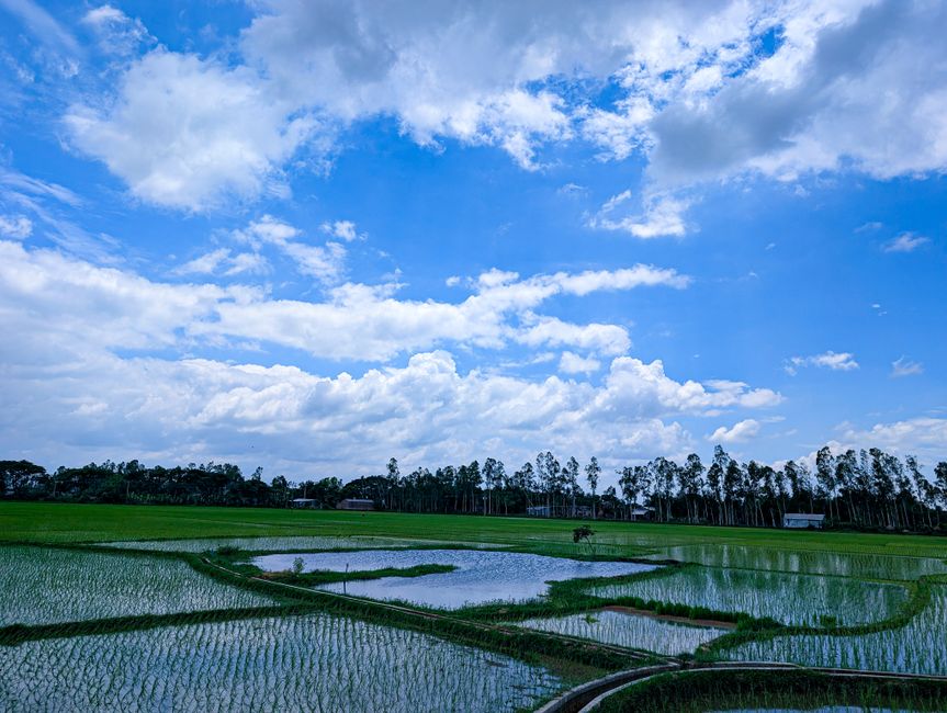 rice field