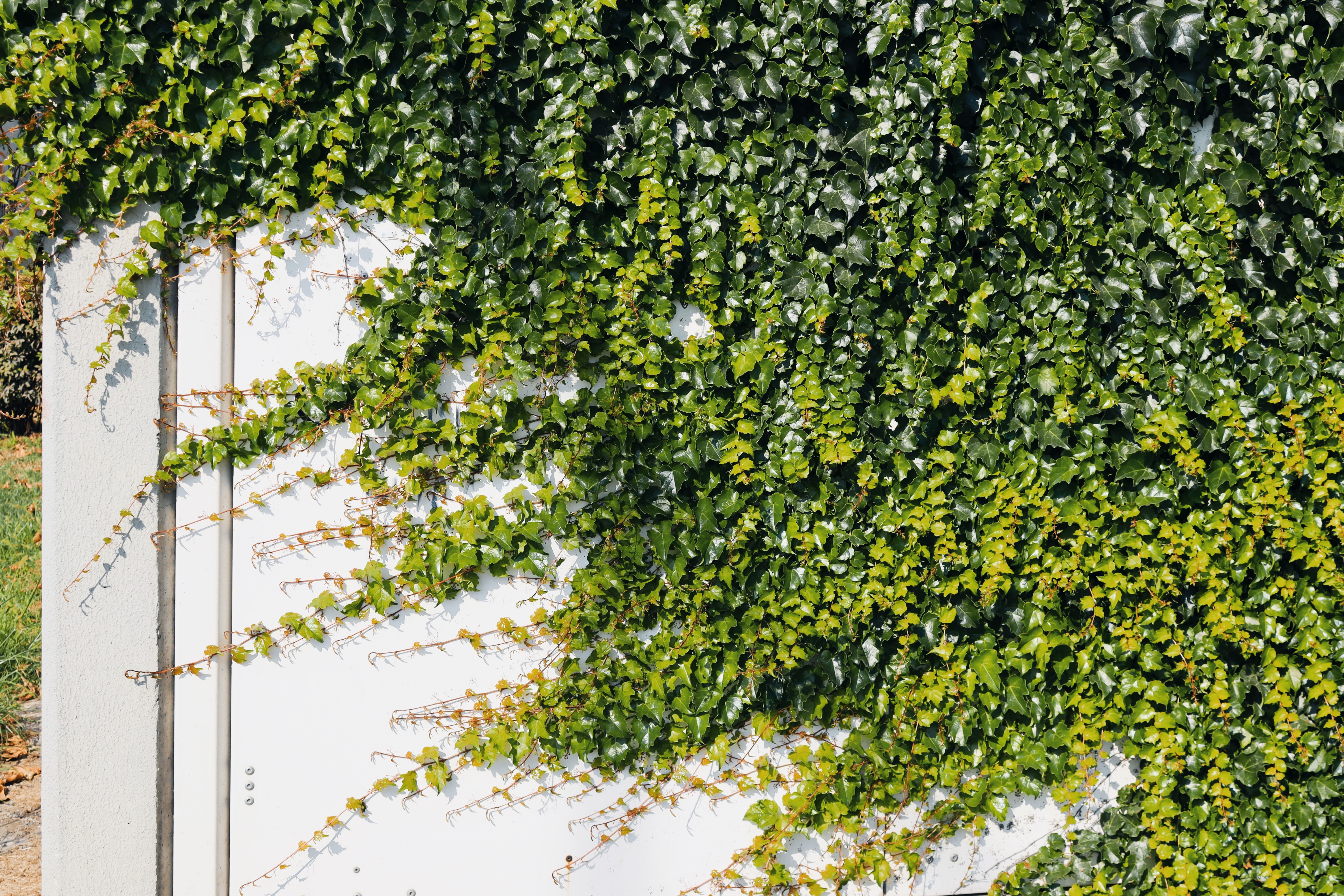 Lush green ivy vines climbing over a white wall in urban sunlight.