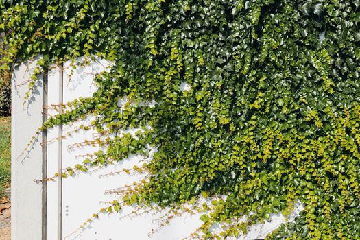 Lush green ivy vines climbing over a white wall in urban sunlight.
