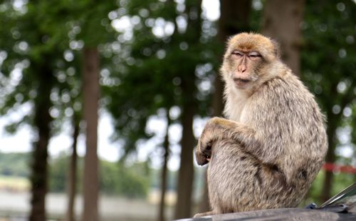 Free Barbary macaque sitting outdoors among trees, showcasing natural behavior. Stock Photo