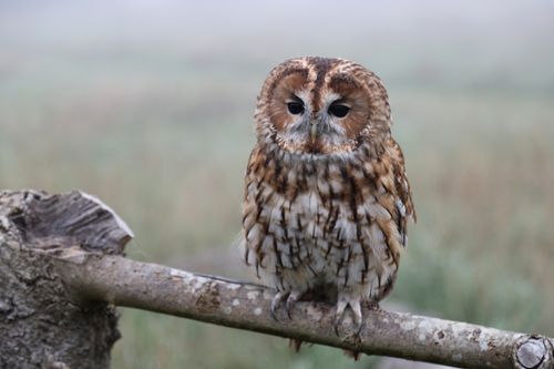 Free A tawny owl sits on a branch in a misty outdoor setting, showcasing its feather patterns. Stock Photo