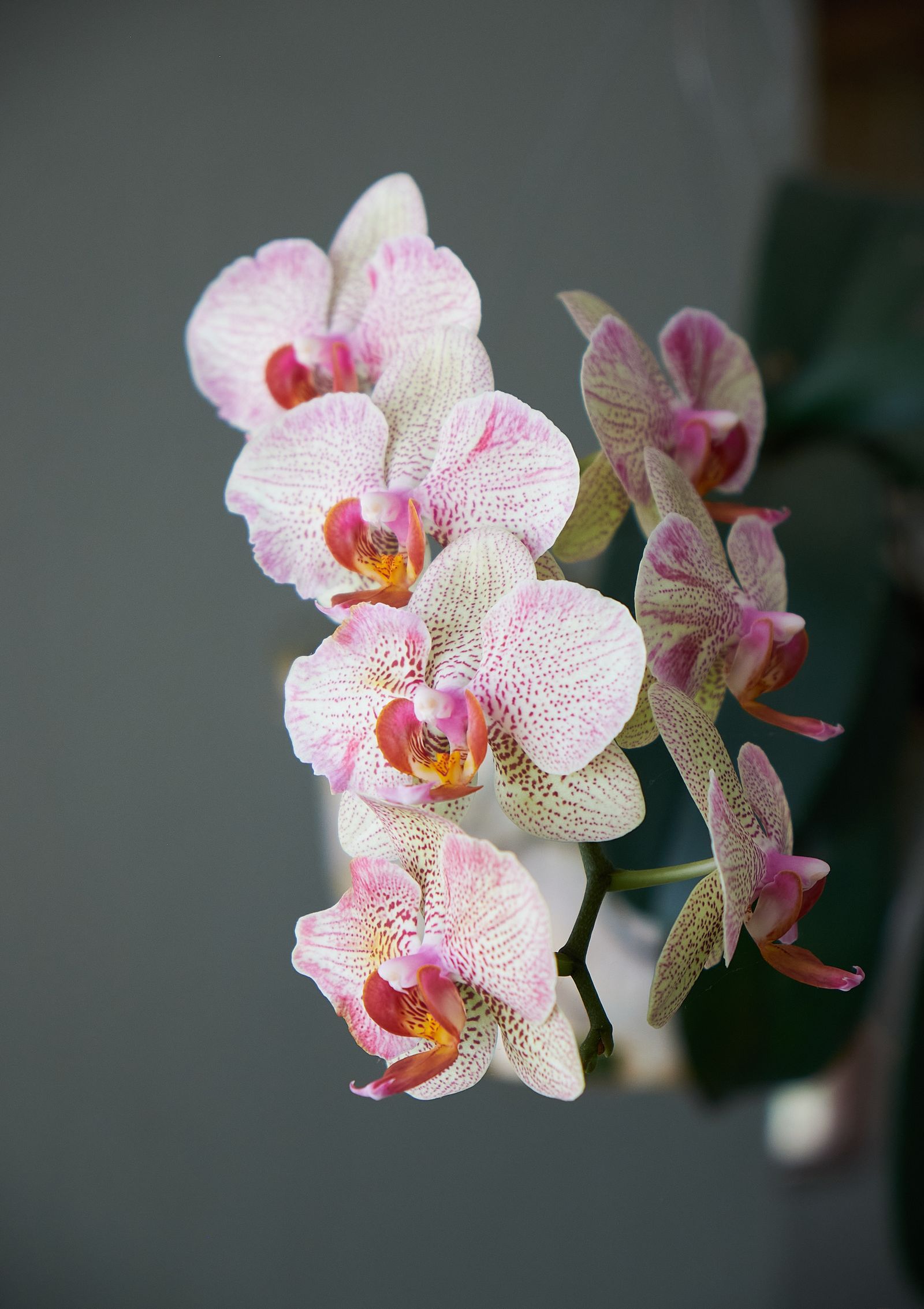 Orchideeën in bloei — sfeerfoto, geen productfoto van de winkel