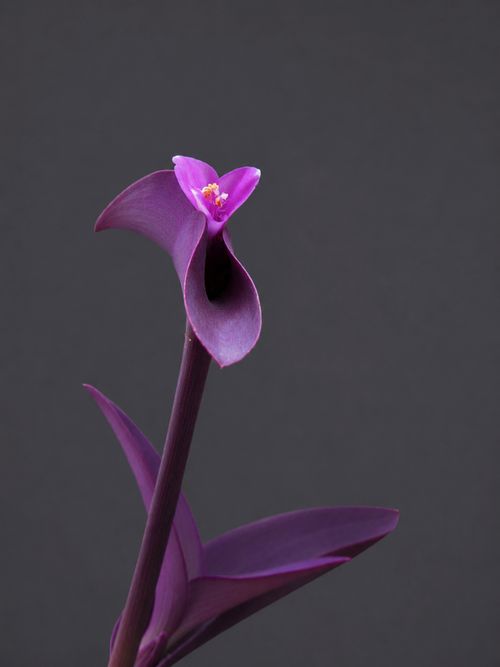 Free Vibrant purple flower close-up with a dark background, captured in Coimbatore, India. Stock Photo