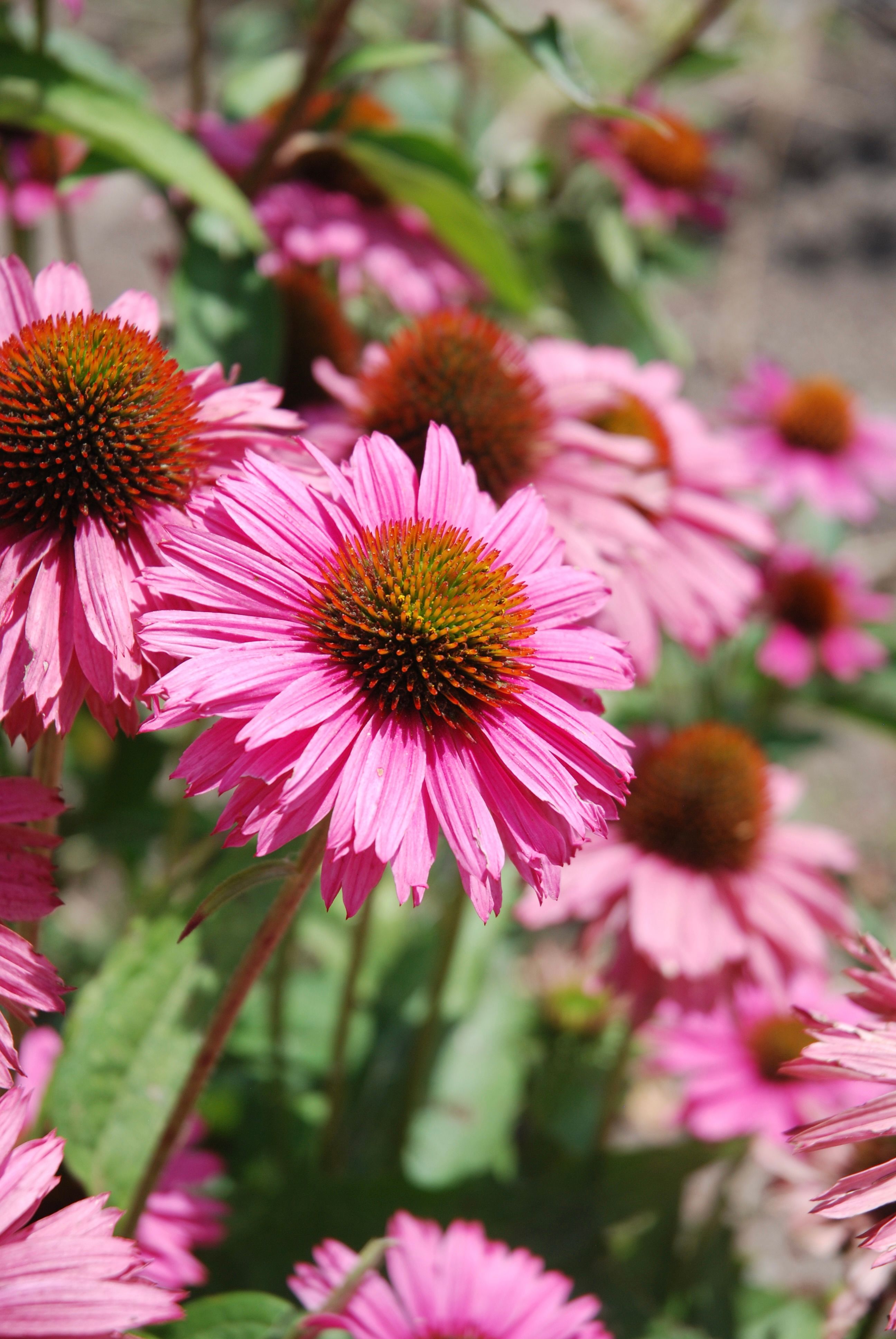 [ColoSach]-close-up-of-vibrant-pink-echinacea-flowers-blooming-in-sunlight,-showcasing-their-beauty.