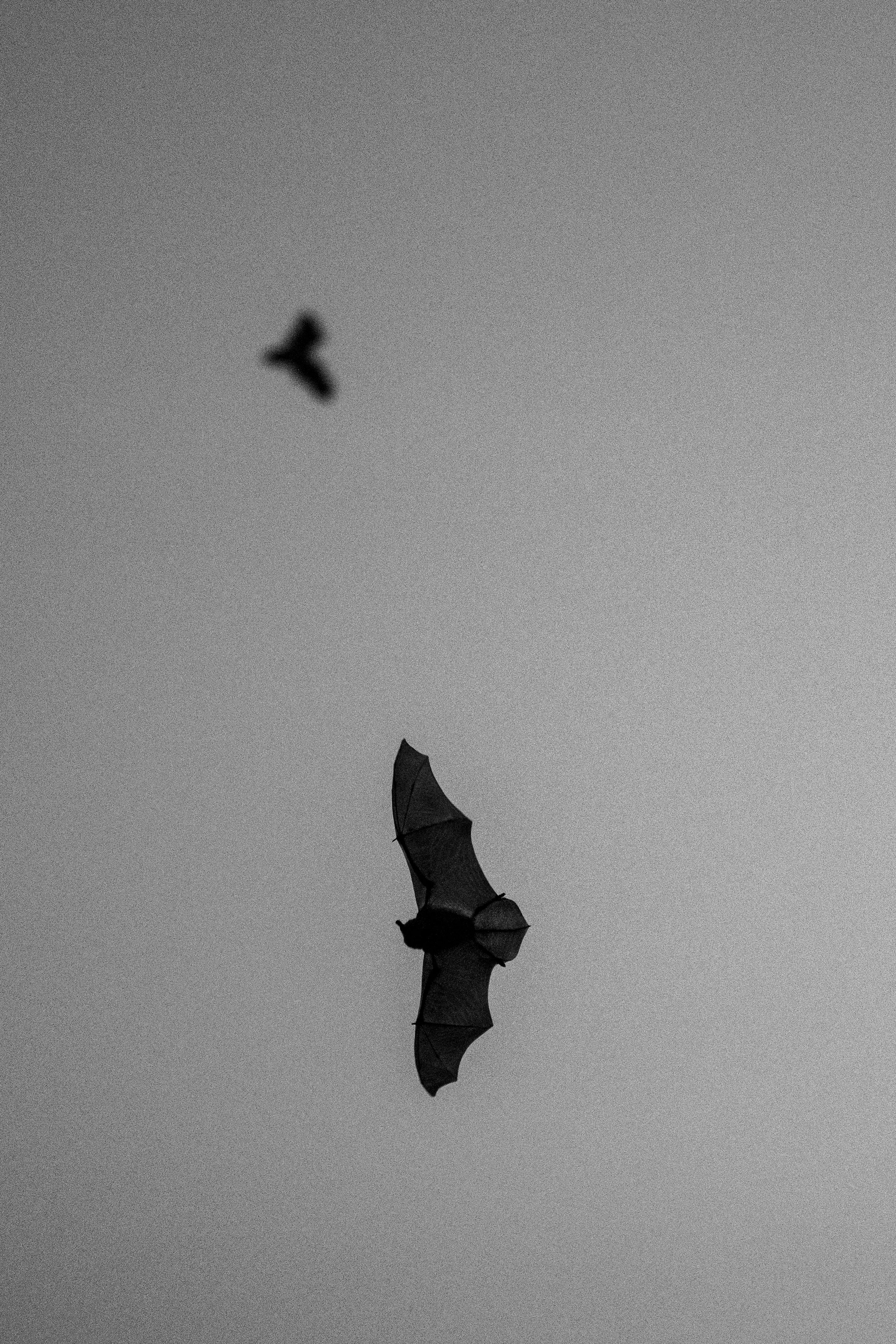 Bats in flight at dusk over central South Dakota