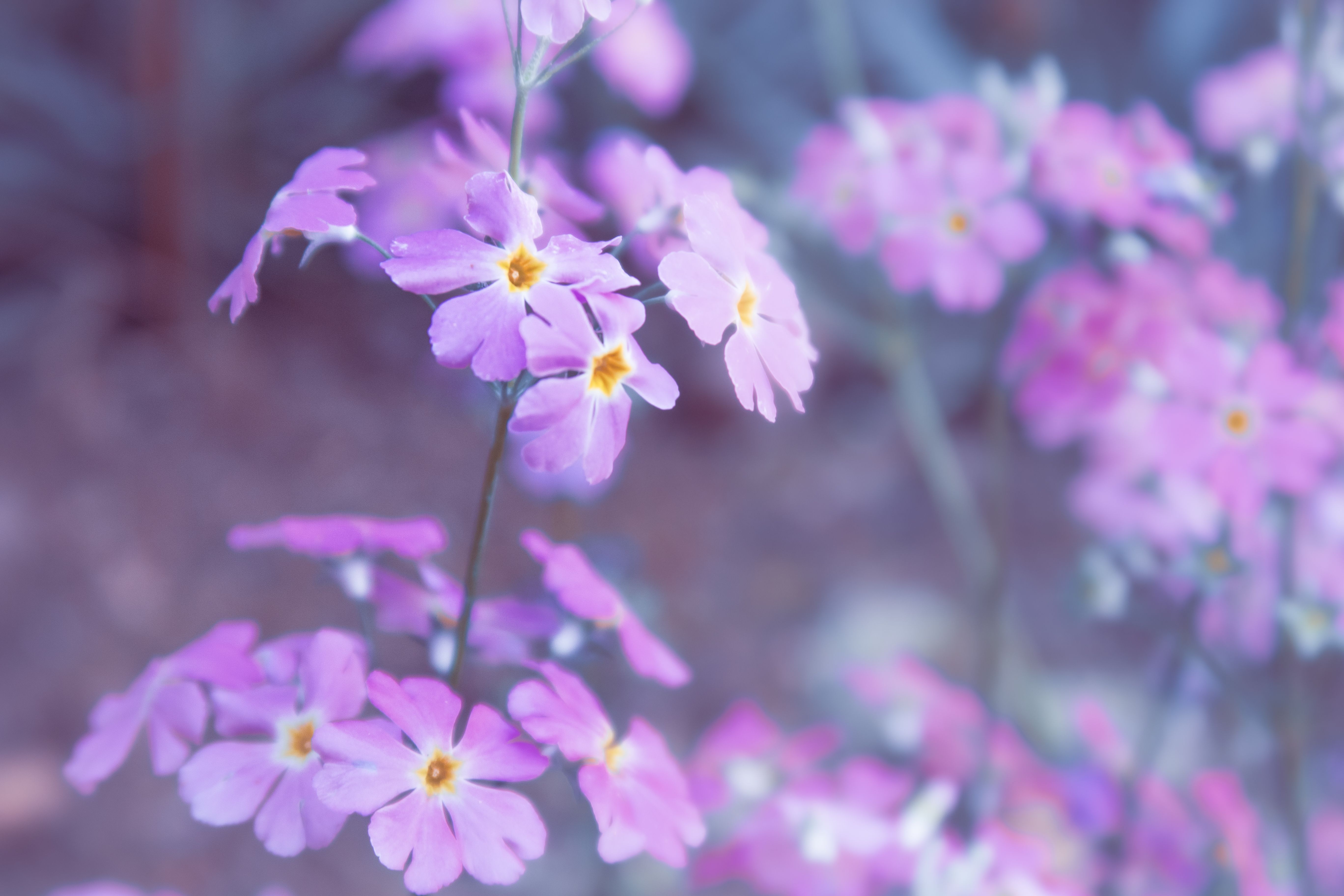 [ColoSach]-a-dreamy-close-up-of-delicate-pink-flowers-in-soft-focus,-showcasing-their-vibrant-hues.