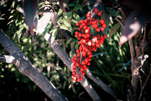Close-up of red berries in a sunlit garden, showcasing vibrant colors and lush greenery.