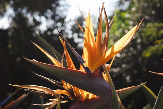 Close-up of a striking Bird of Paradise flower illuminated by sunlight in a garden setting.