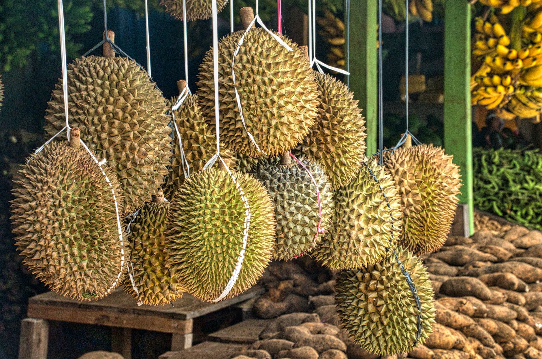 Sầu Riêng Việt Nam Chinh Phục Thị Trường Toàn Cầu Với Tốc Độ Tăng Trưởng Ấn Tượng