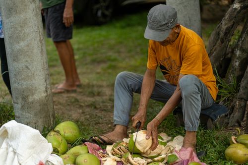 Free An elderly man peeling coconuts outdoors in Quezon, Philippines, showcasing traditional methods. Stock Photo