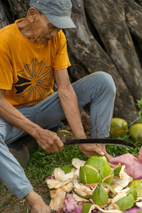 Free An elderly man skillfully peels coconuts in an outdoor setting in the Philippines. Stock Photo