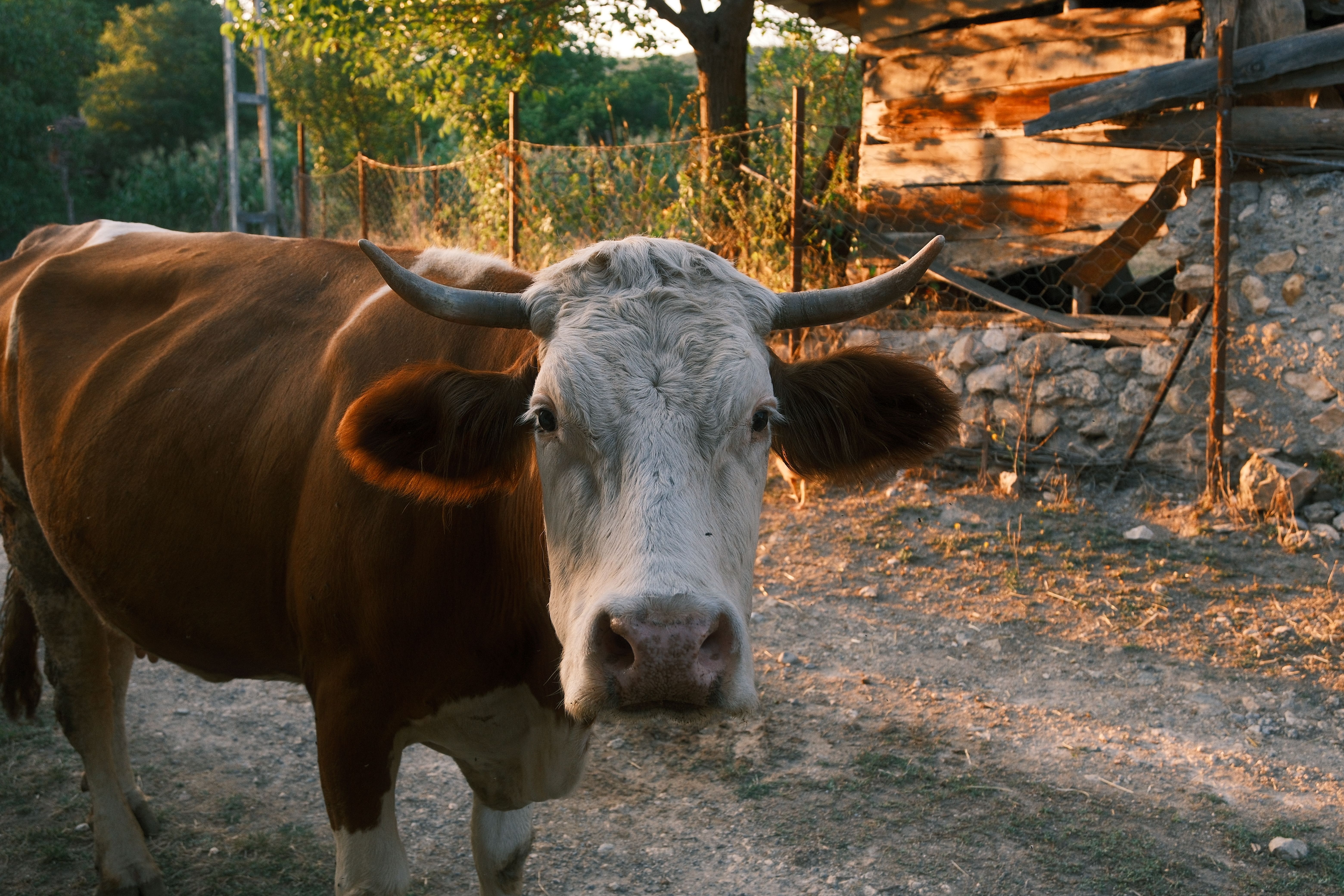 How to Homestead Planning for Cattle: A Step-by-Step Guide for Sustainable Success