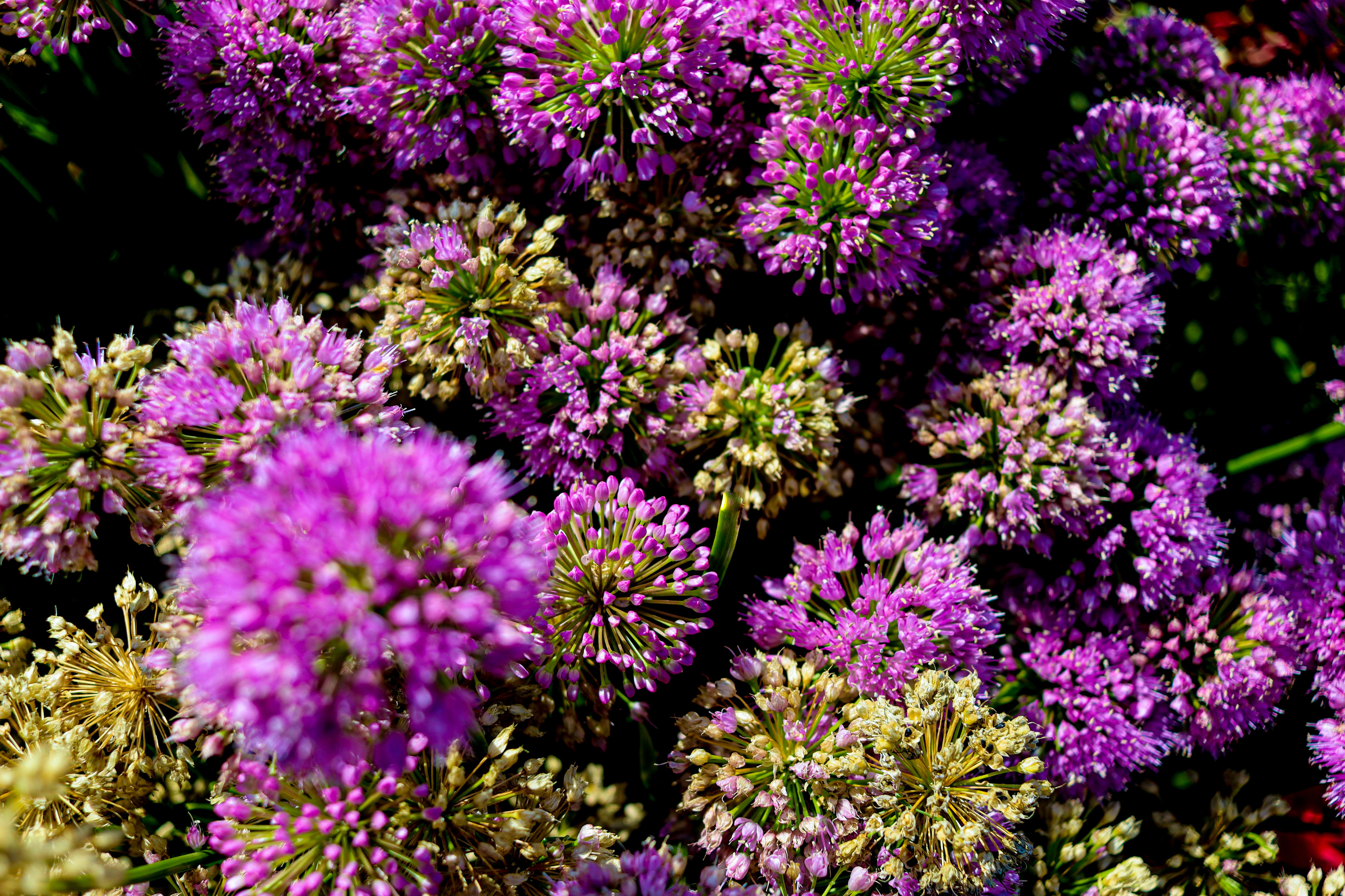 [ColoSach]-a-close-up-of-vibrant-purple-allium-flowers-in-full-bloom,-displaying-intricate-details-and-natural-beauty.