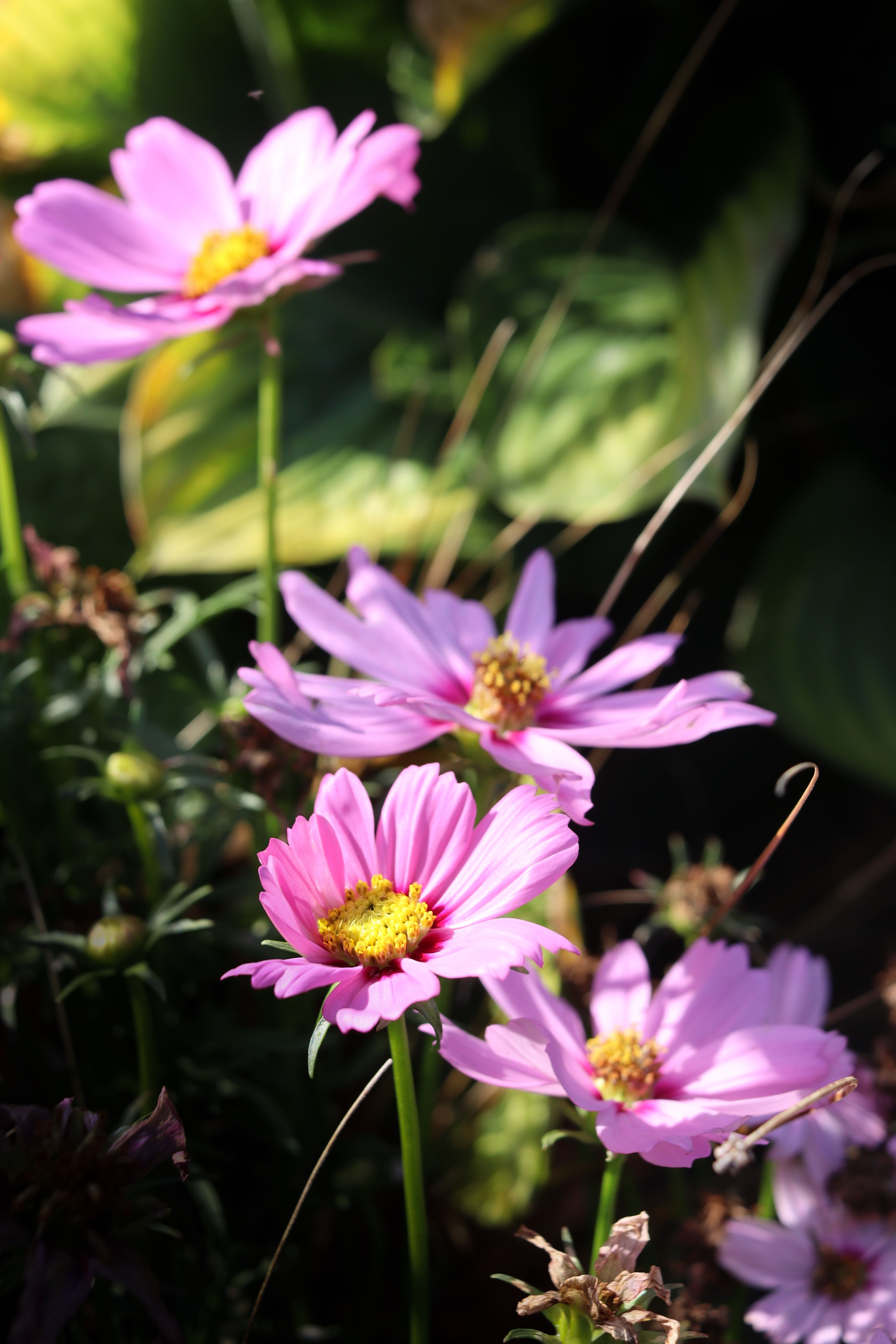 [ColoSach]-close-up-of-vibrant-pink-cosmos-flowers-basking-in-bright-daylight.