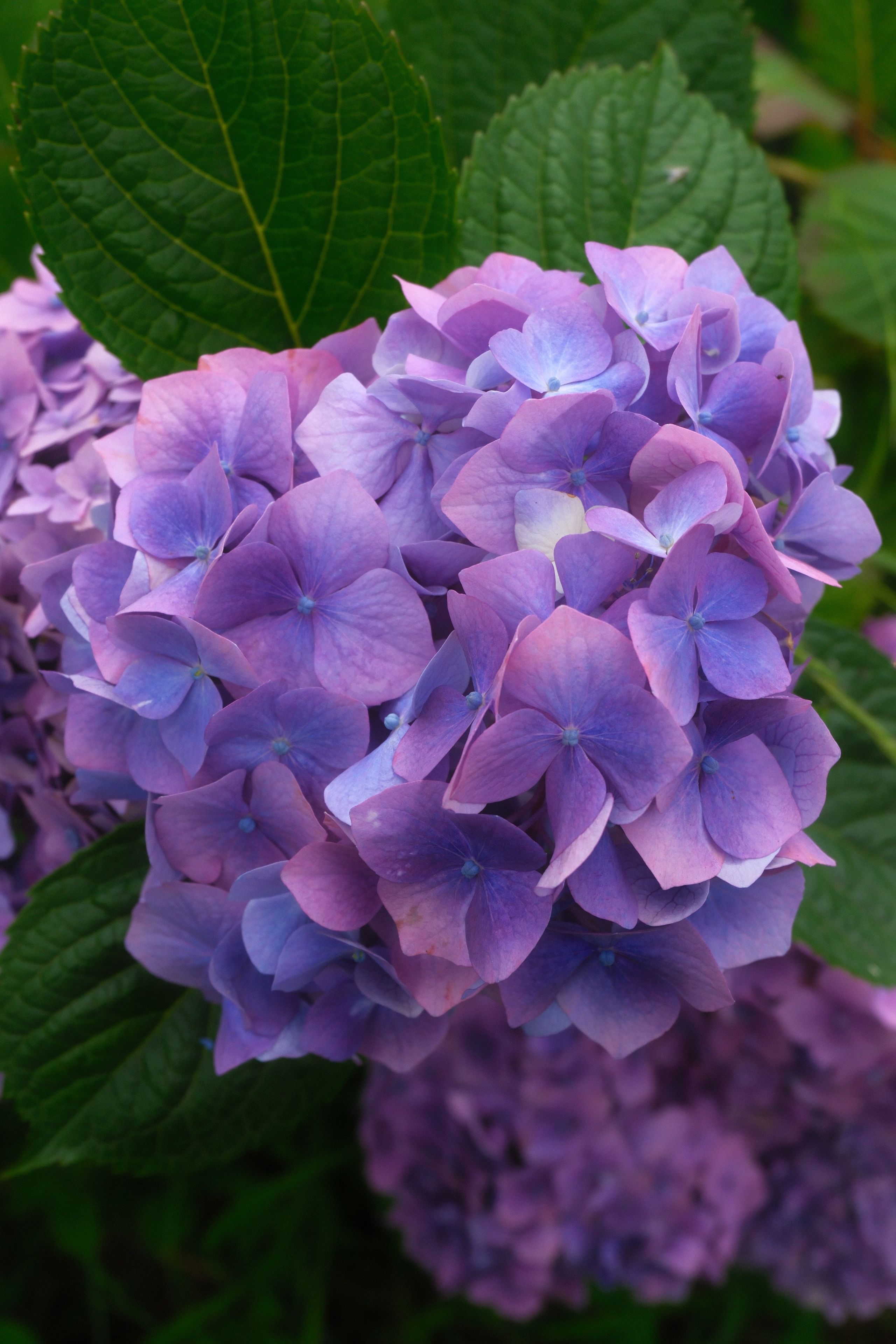 [ColoSach]-close-up-of-vivid-purple-hydrangea-flowers-showcasing-their-lush-beauty.