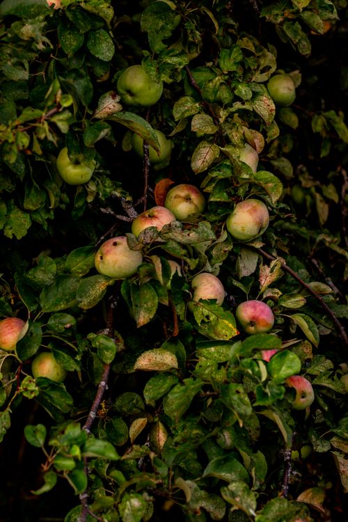 Free Close-up of ripe apples hanging on a lush tree, showcasing early autumn harvest. Stock Photo